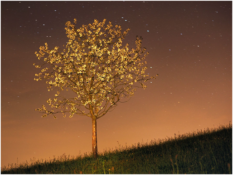 Tree 1