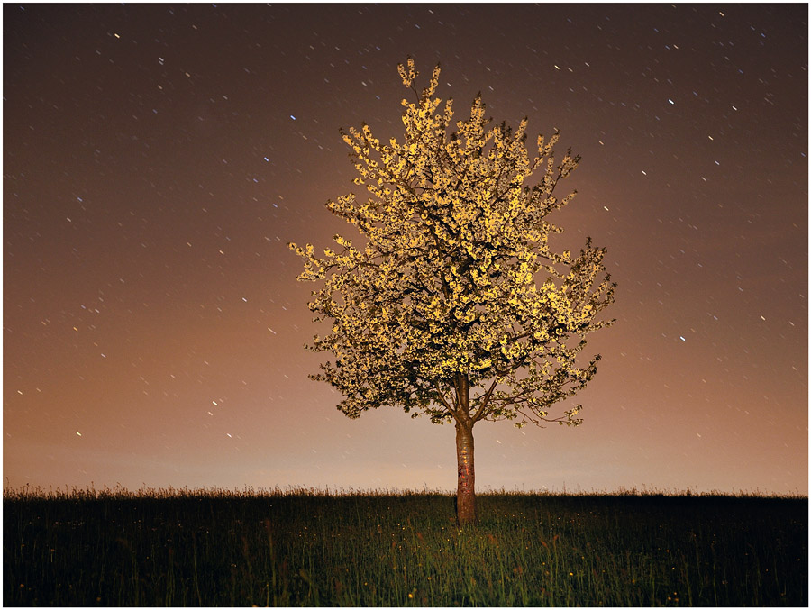 Tree 2