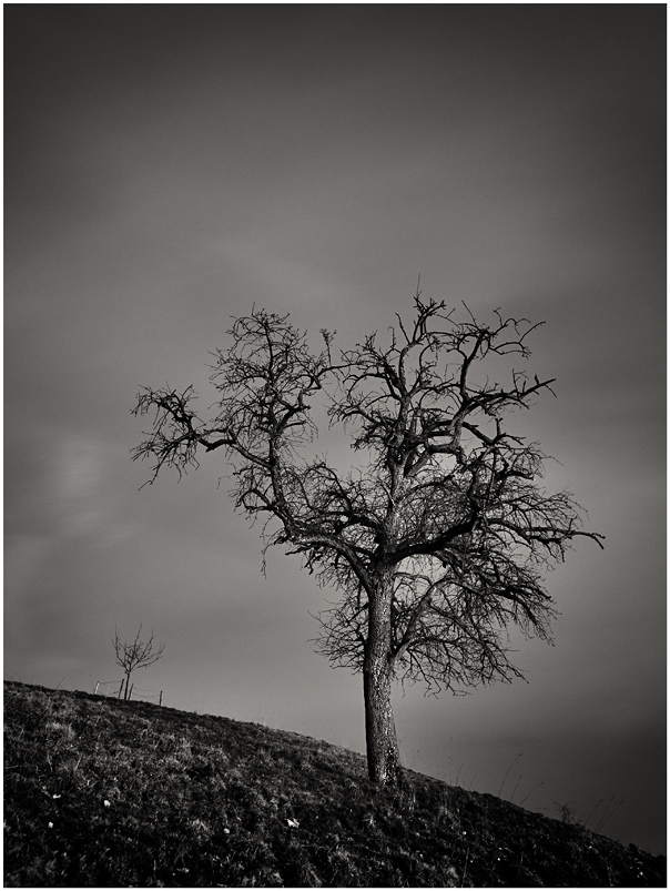 Tree bw