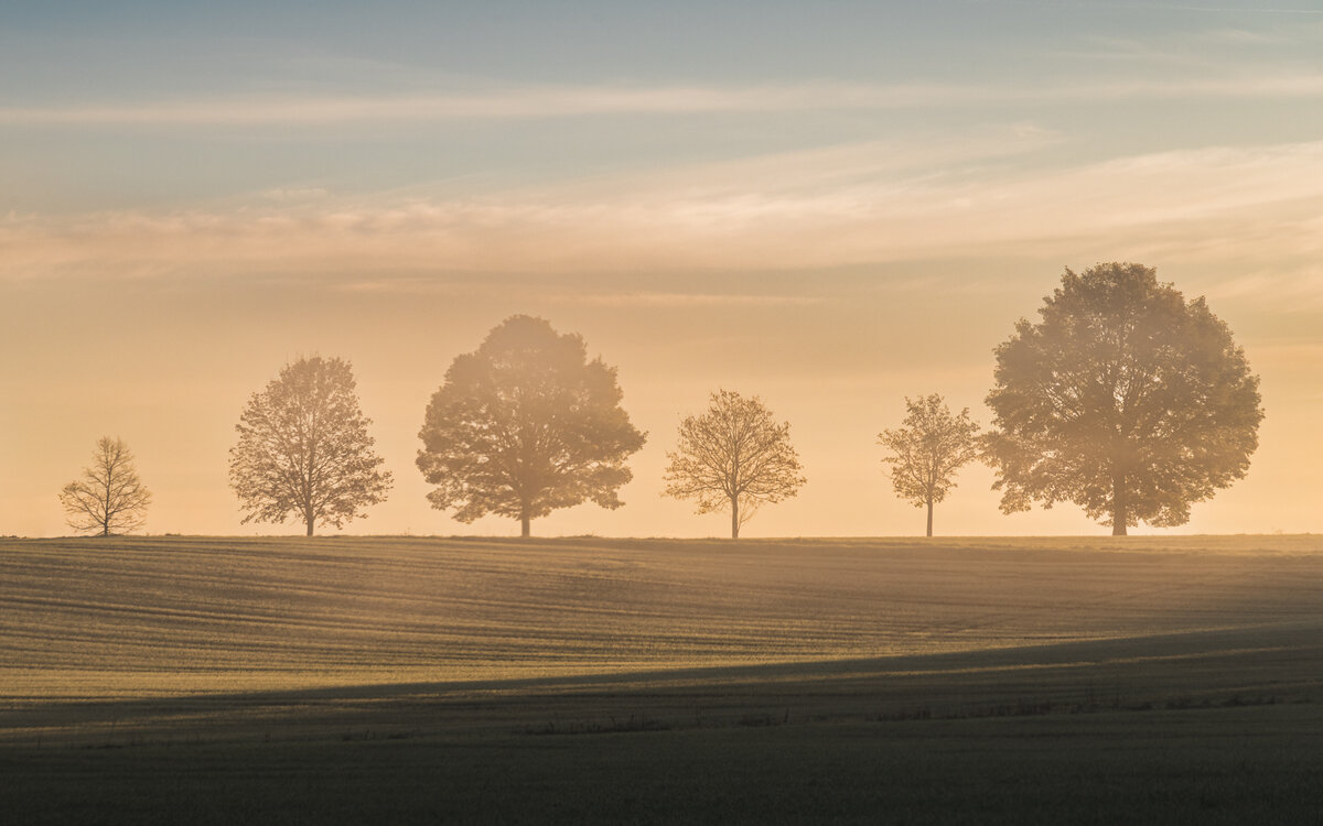 Tree Family