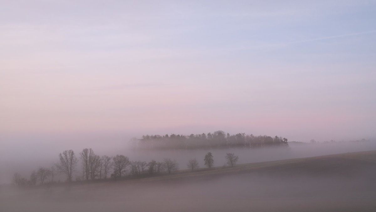 Tree-Islands in Fog