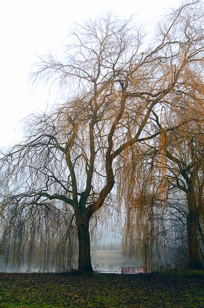 tree on a foggy lake