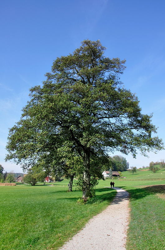 Treee !