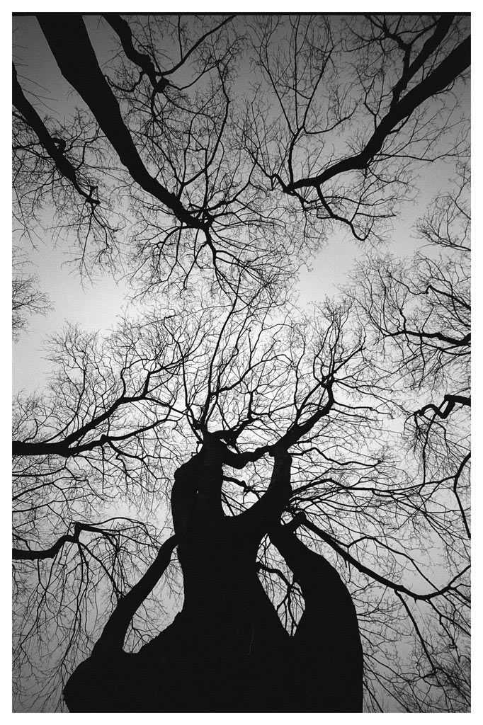trees2nic