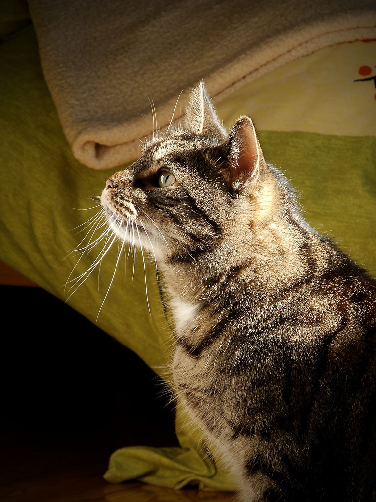 Treuer Kater