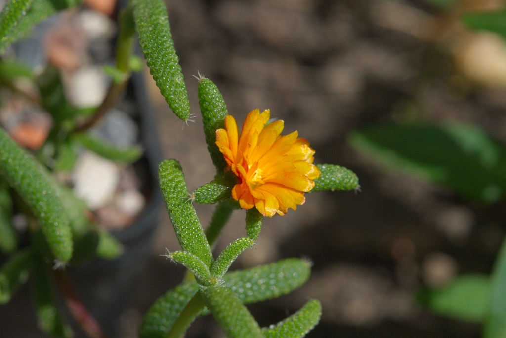 Trichodiadema introrsum