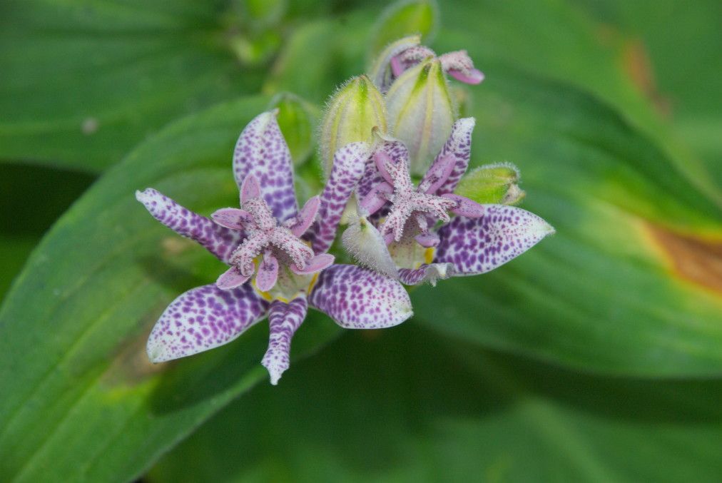 Tricyrtis hirta - Japanische Krötenlilie