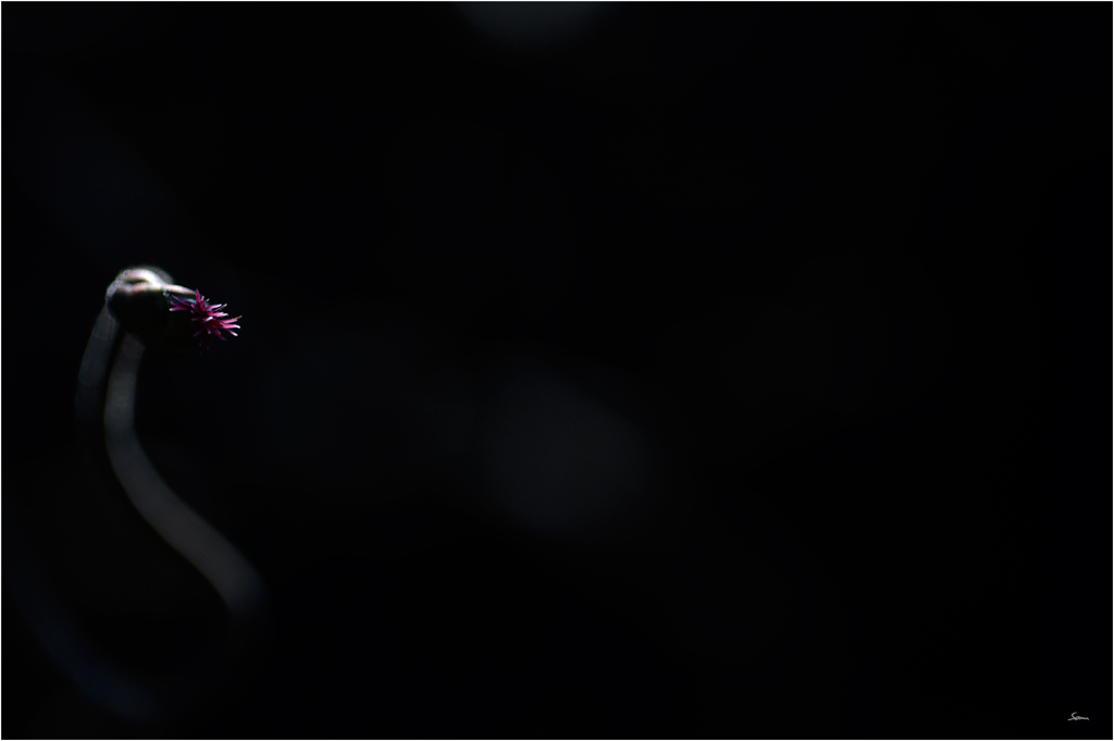 TriebDSC 0039