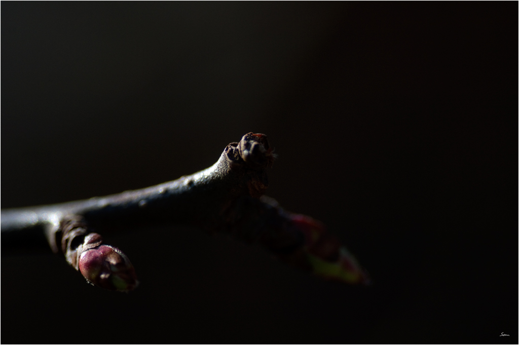 TriebDSC 0042