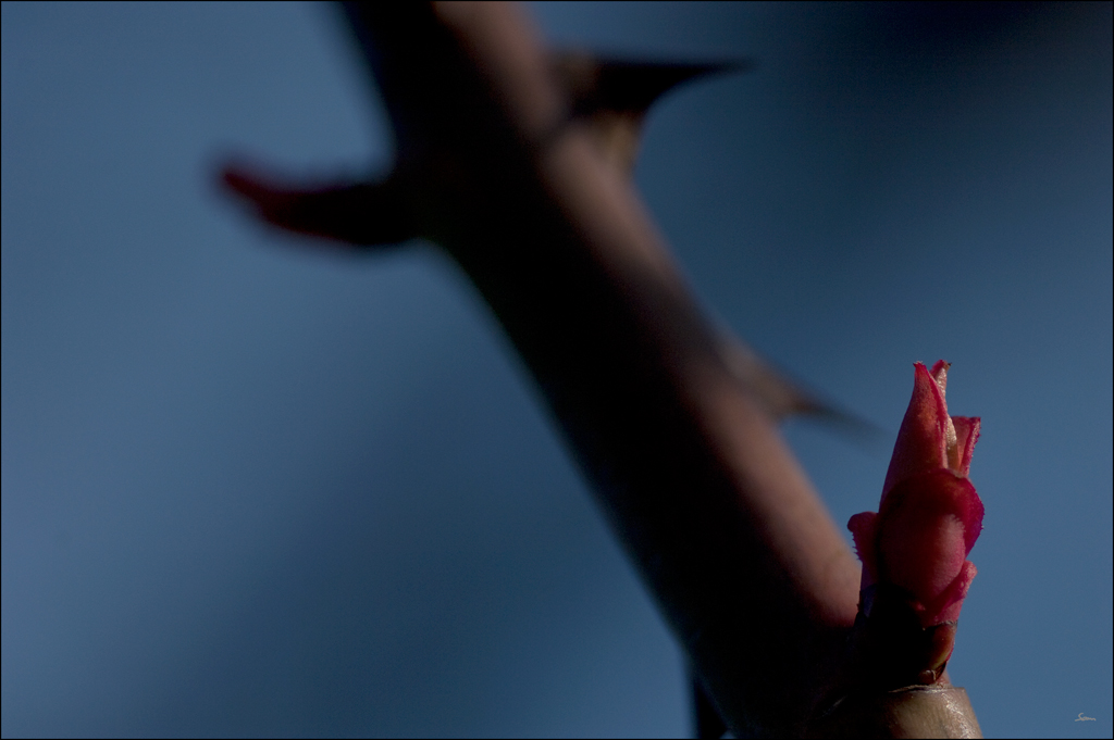 TriebDSC 0047