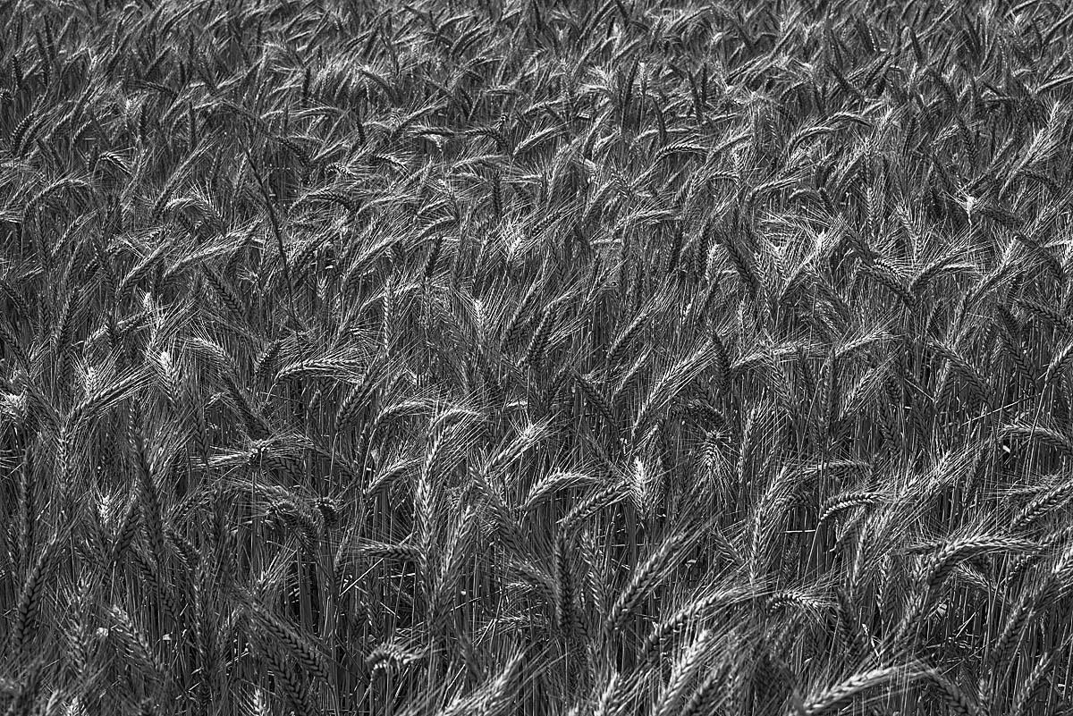 Triticale