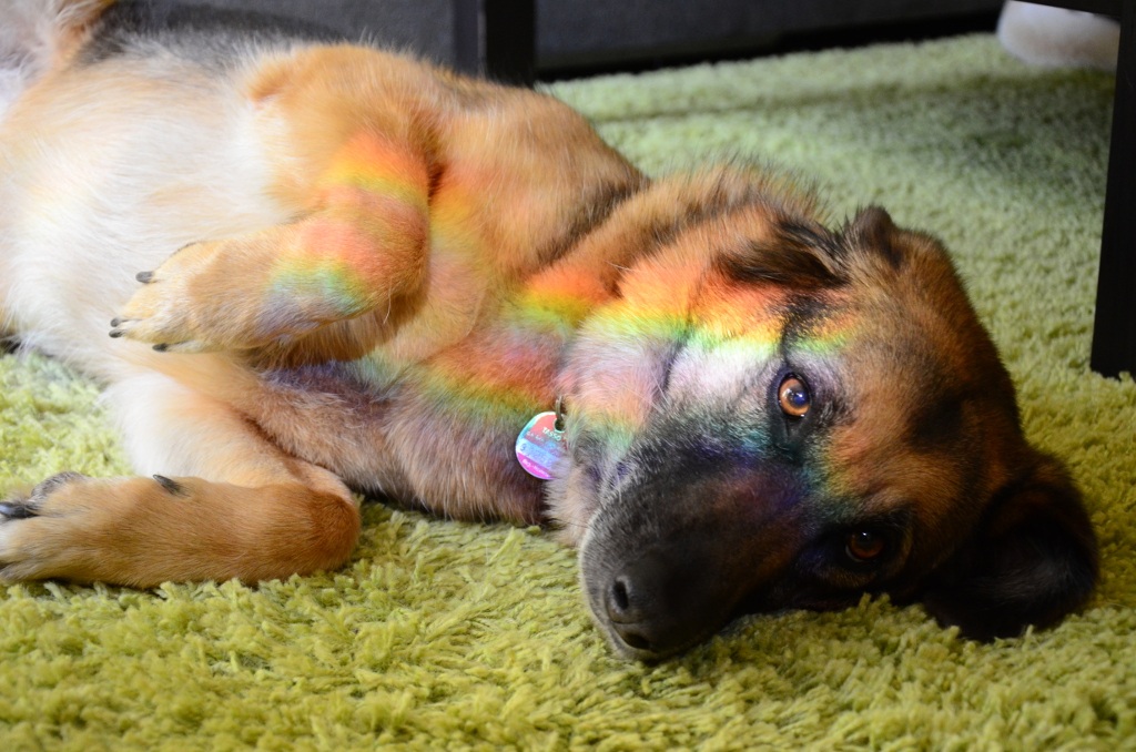 Trixie Rainbow
