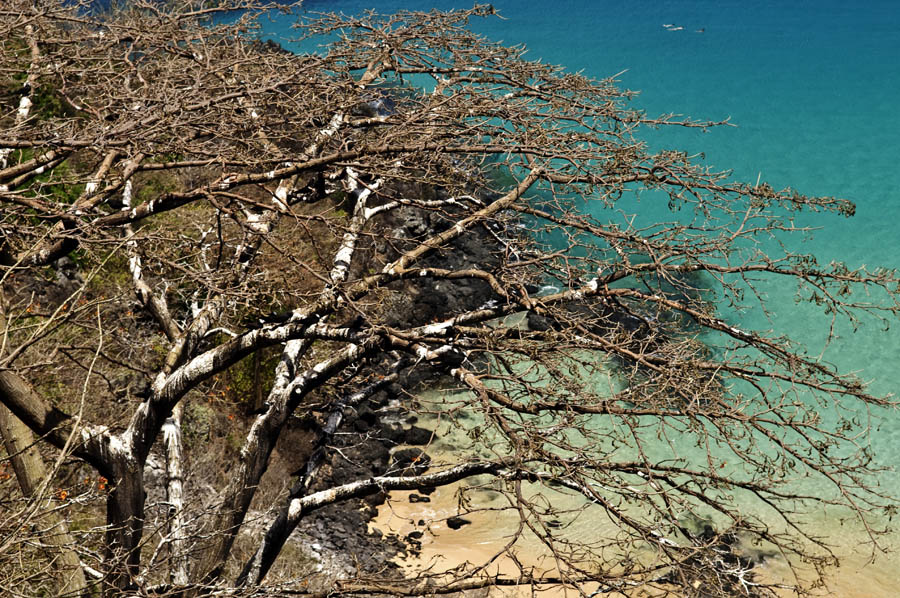 trockenbuschartige Vegetation auf Fernando de Noronha