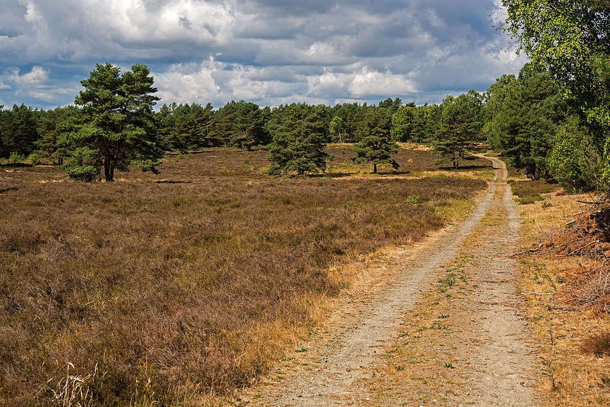 Trockenheide