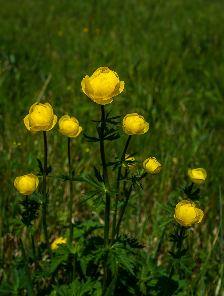Trollblumen