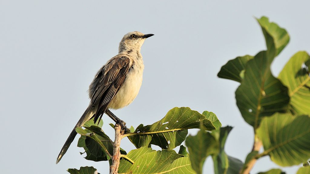 Tropenspottdrossel (Tropical Mockingbird)
4153
