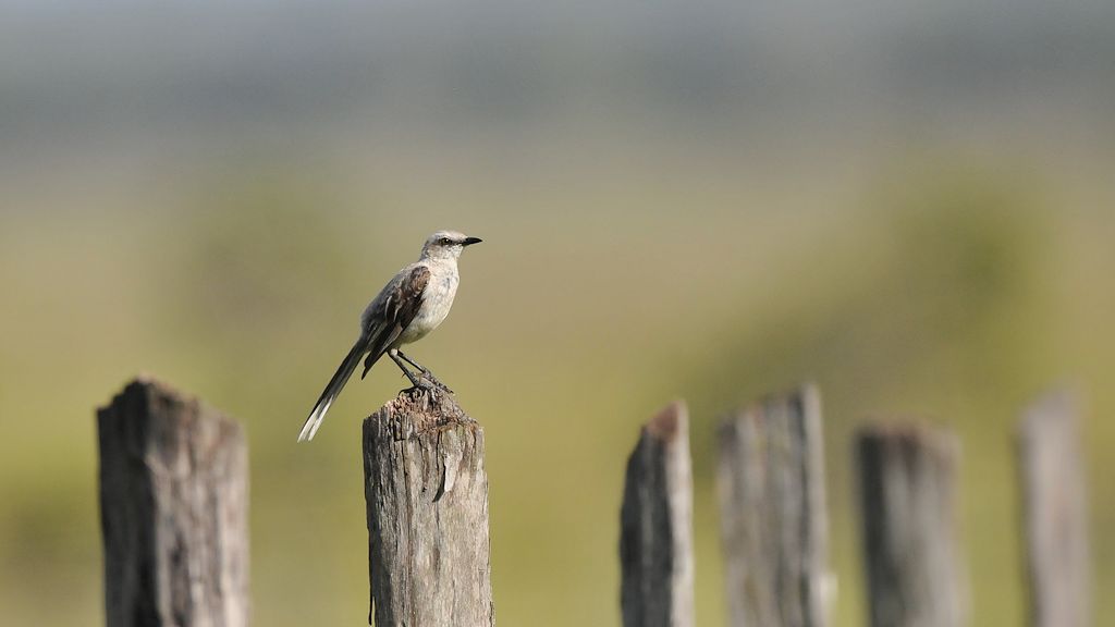 Tropenspottdrossel (Tropical Mockingbird)
Rockview Lodge, Annai
3312