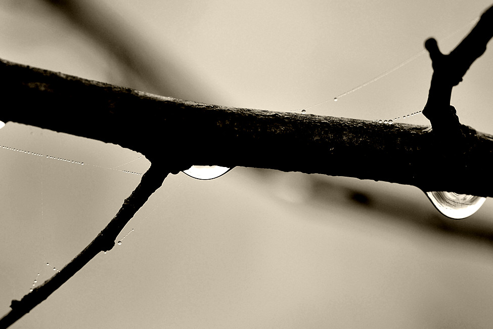 Tropfen im Nebel - 11/2009 -
