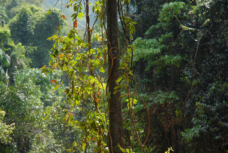 Tropical jungle (Goa)
