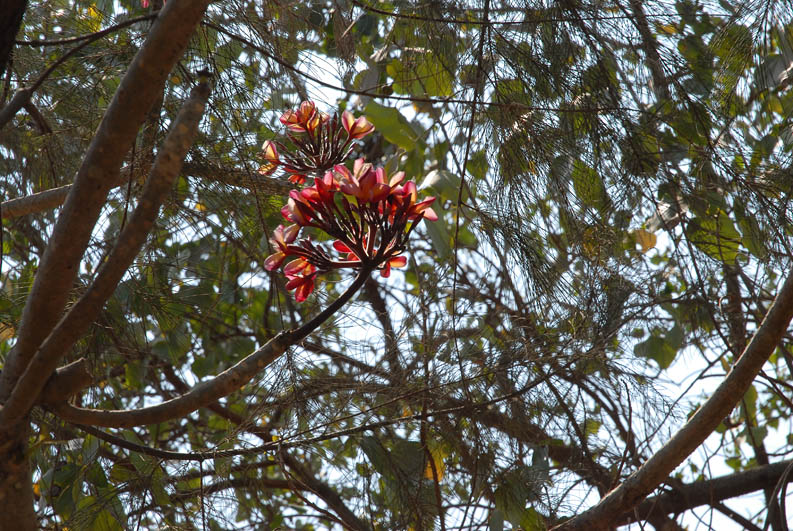 Tropical Tree (Goa)