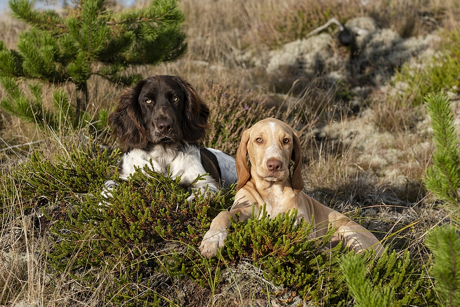 Truppe