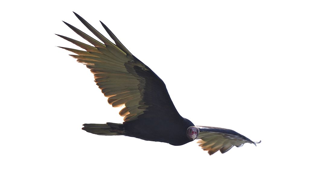 Truthahngeier (Turkey Vulture)
Rockview Lodge, Annai
3101