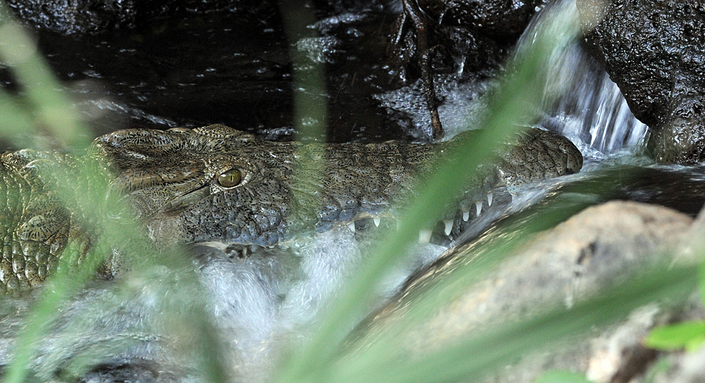 Tsavo West: Diese Reptil lag im Bach bei den Mzima Springs und hoffte auf fischige Beute