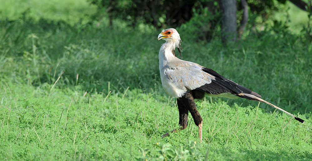 Tsavo West: Ein Sekretärvogel