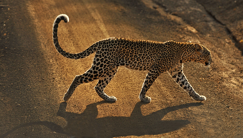 Tsavo West, früh am Morgen
