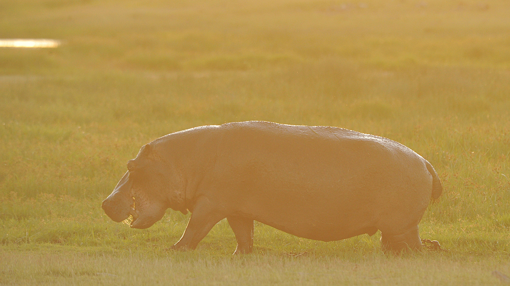 Tsavo West, Hippo bei extremem Gegenlicht unmittelbar vor dem Sonnenuntergang