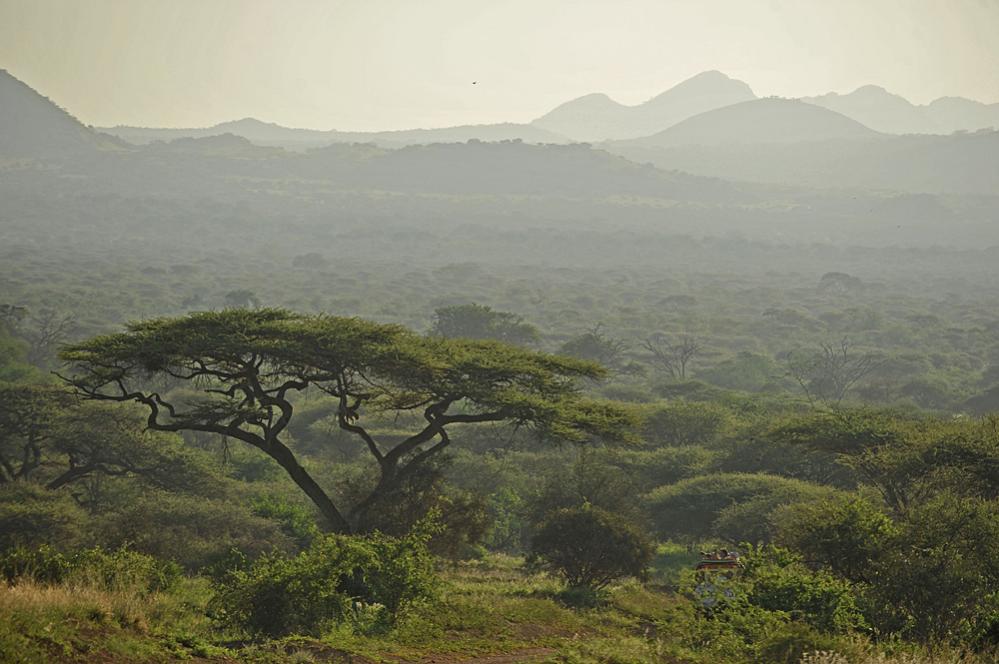 Tsavo West, man beachte den Leorparden im Baum