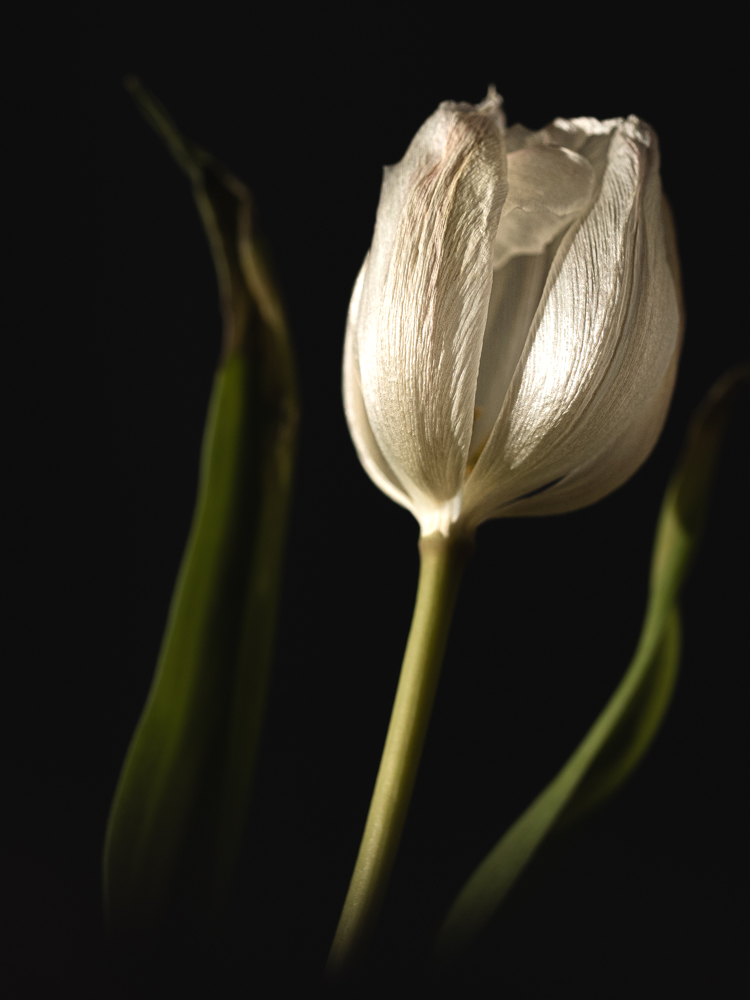 Tulipan