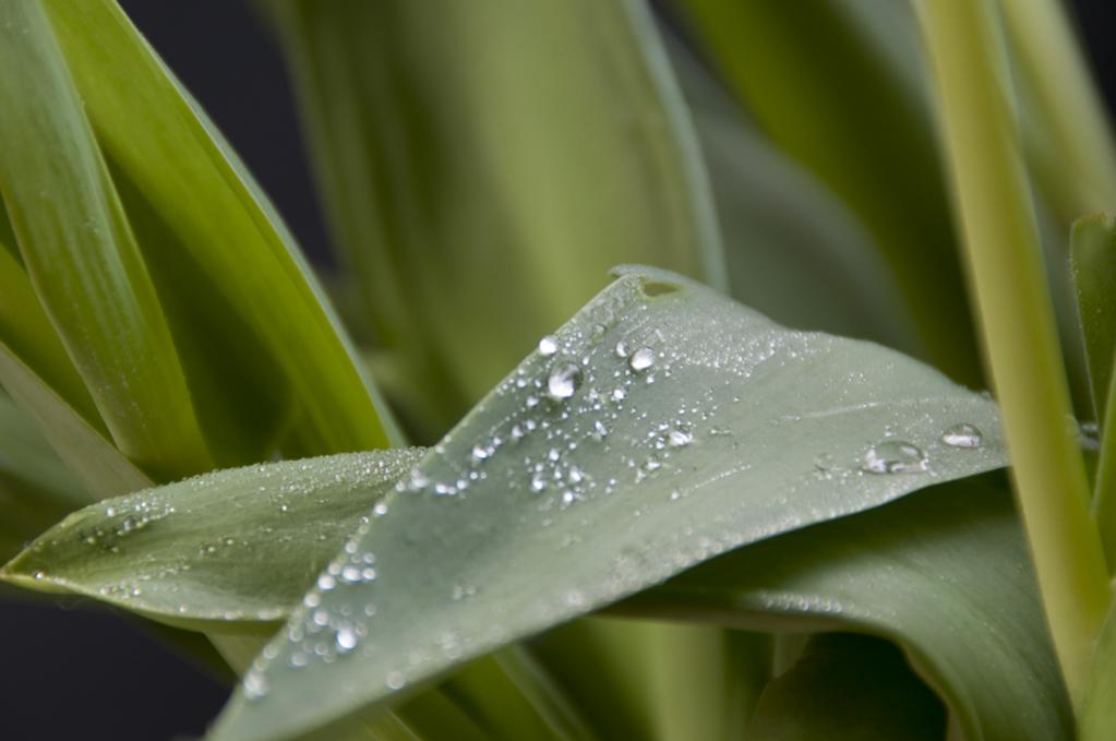 Tulpe 0015 090405