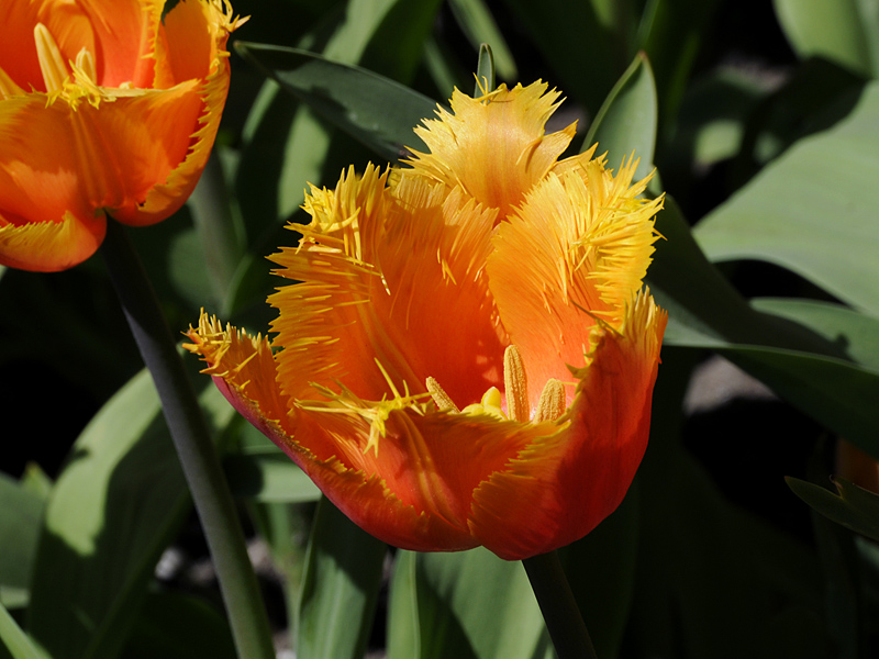 Tulpe ( 18-200 )