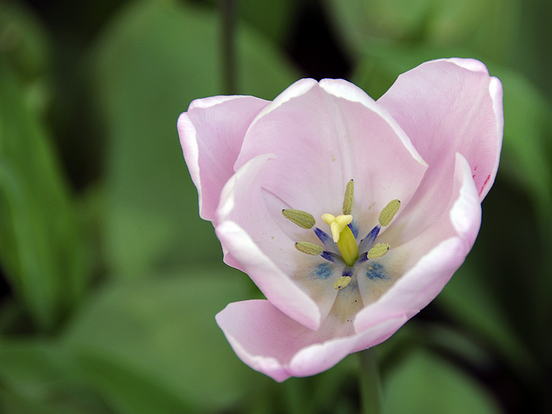 Tulpe ( 18-200 )
