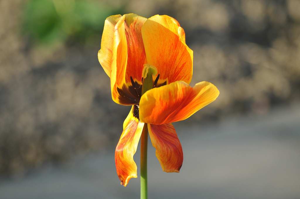 Tulpe 2