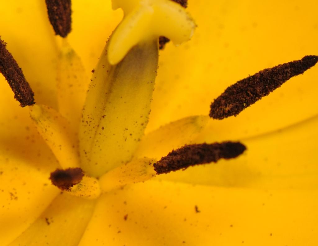 Tulpe f7,1 200s iso200 100pro qual87