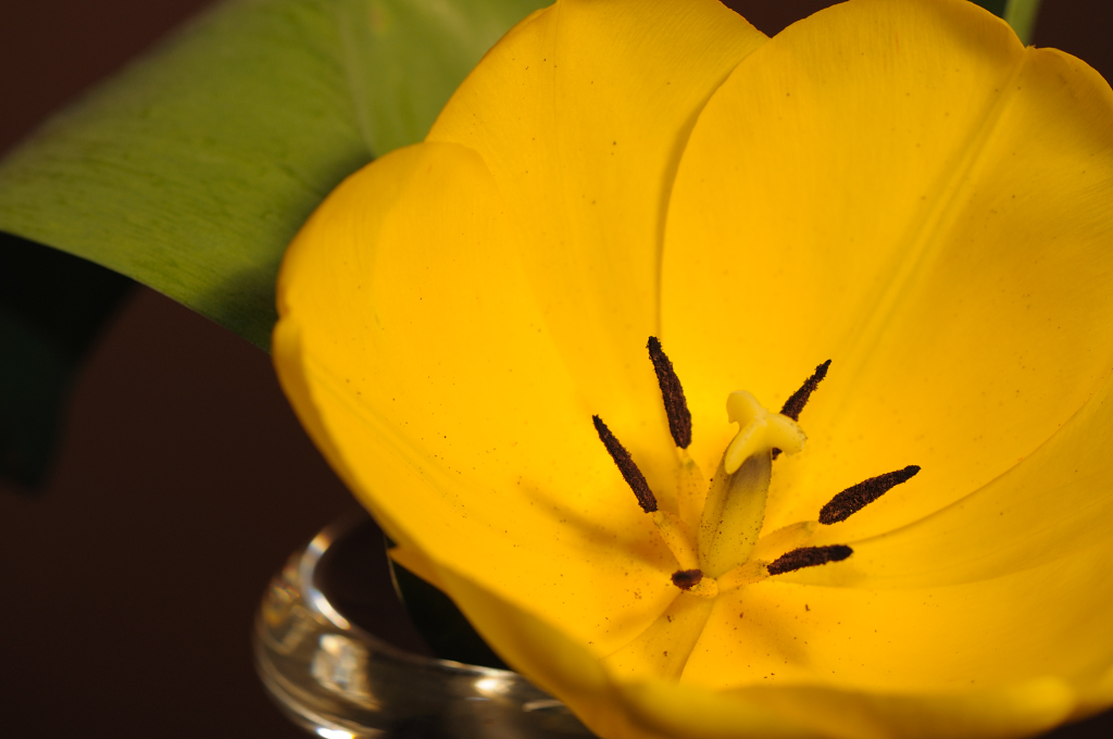 Tulpe f7,1 200s iso200