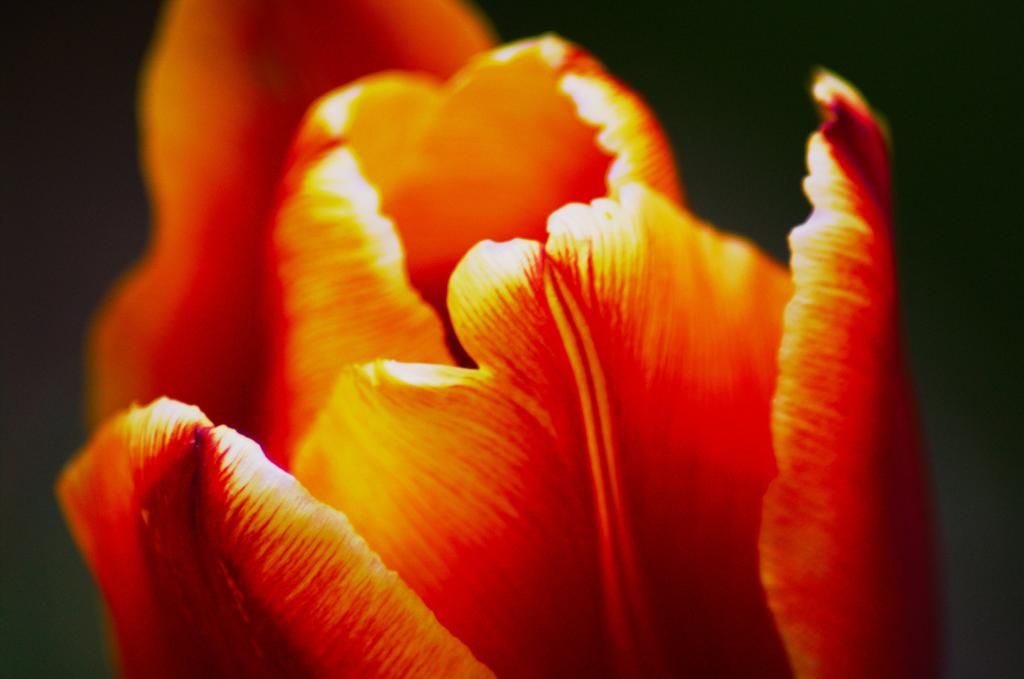 Tulpe in der Abenddämmerung