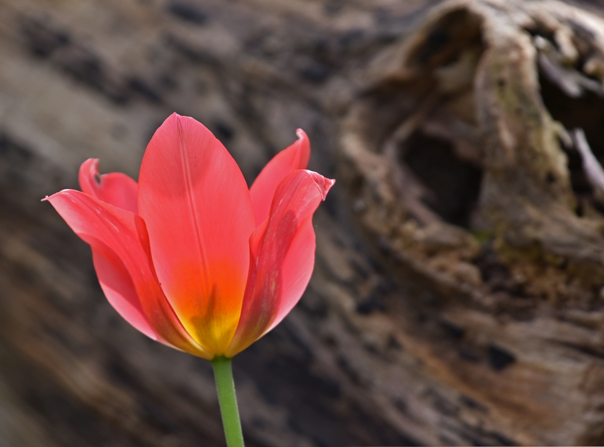 tulpe.jpg