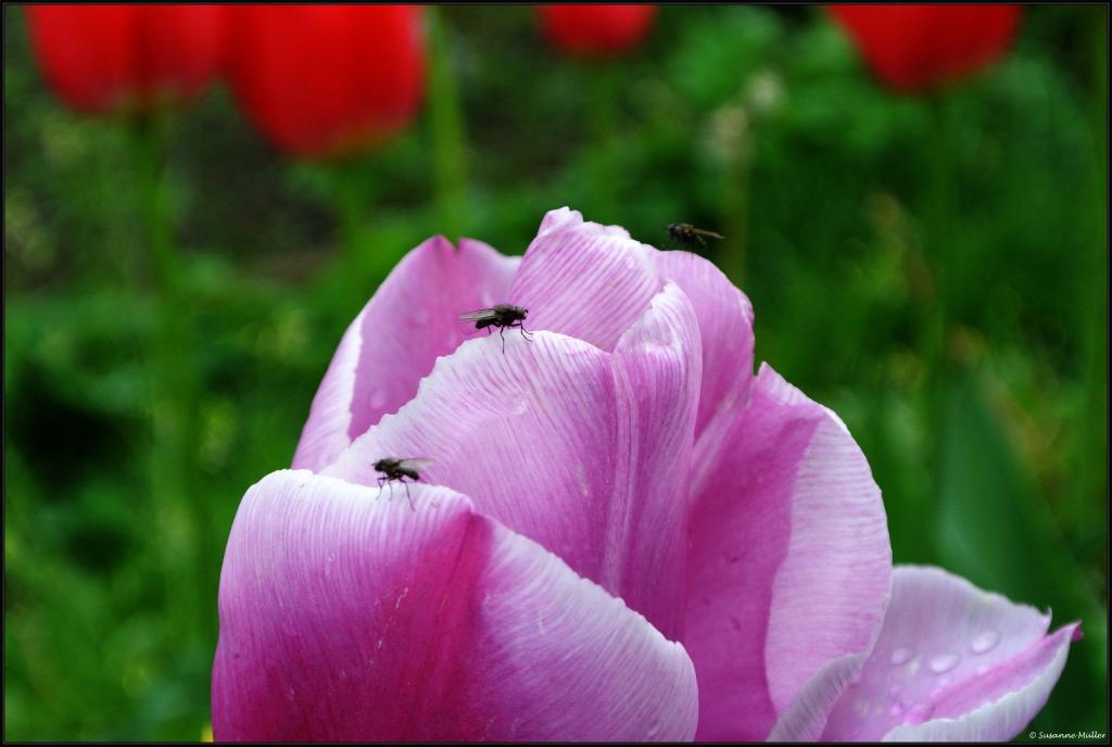 Tulpe mit Fliege