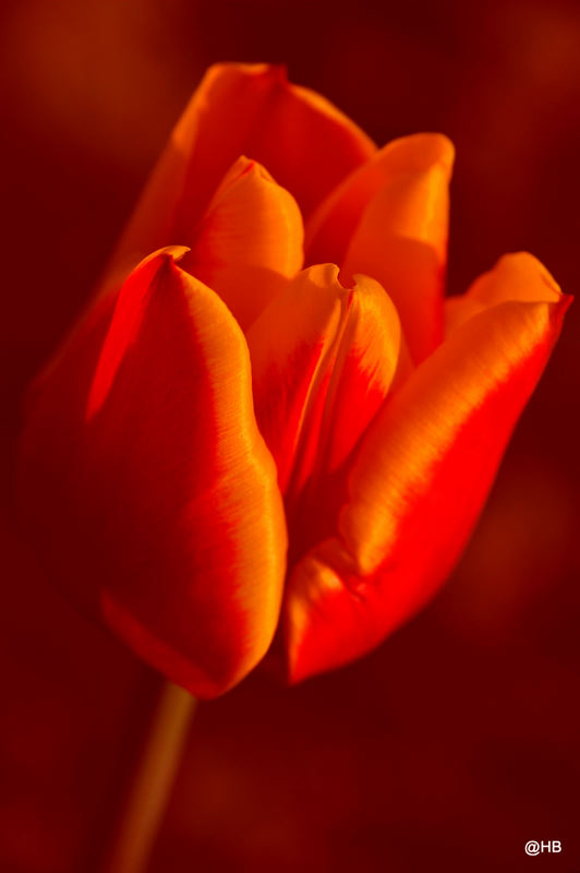 Tulpe nach EBV mit Rotverstärkung