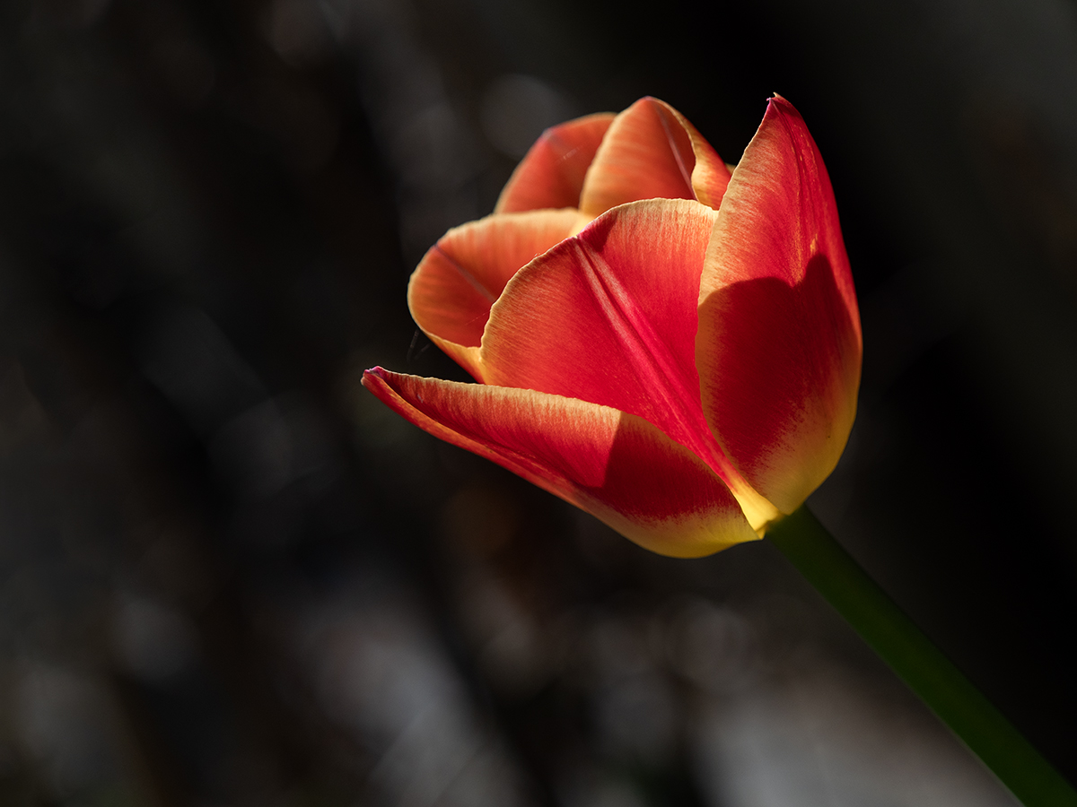 Tulpe P4210122.jpg