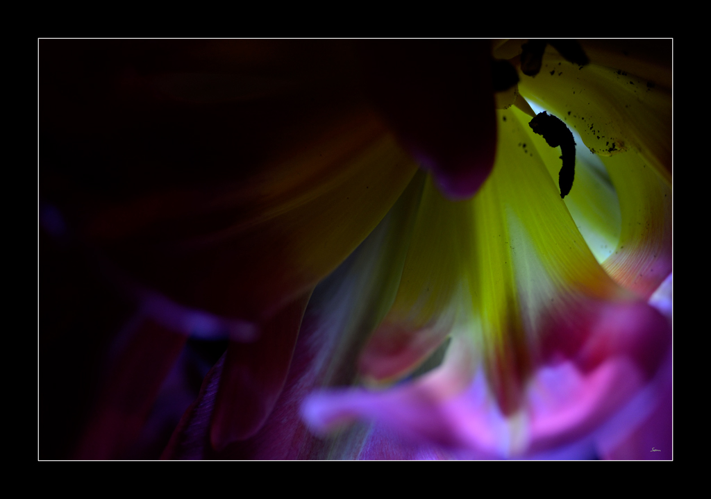 Tulpe PZ16507