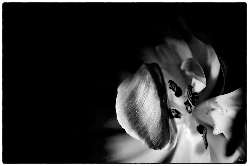 Tulpe PZ16512