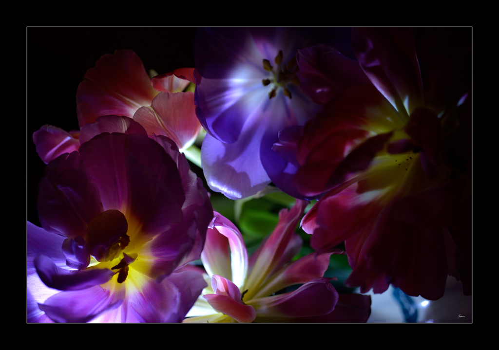Tulpe PZ16520