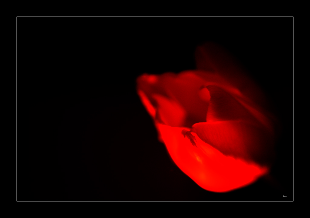 Tulpe PZ16531