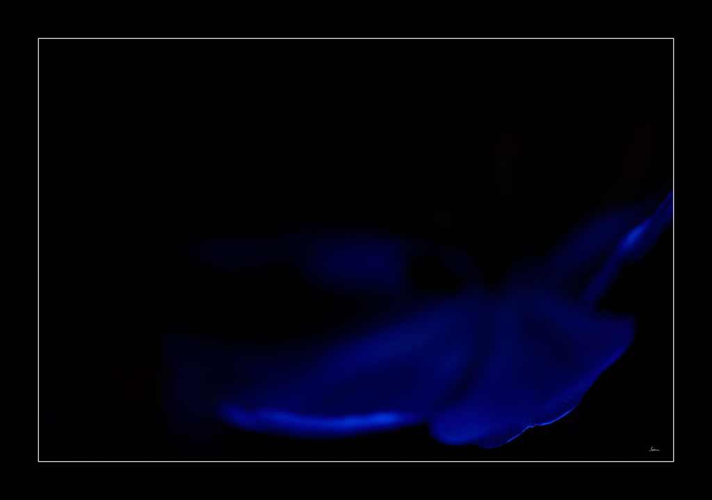 Tulpe PZ16538