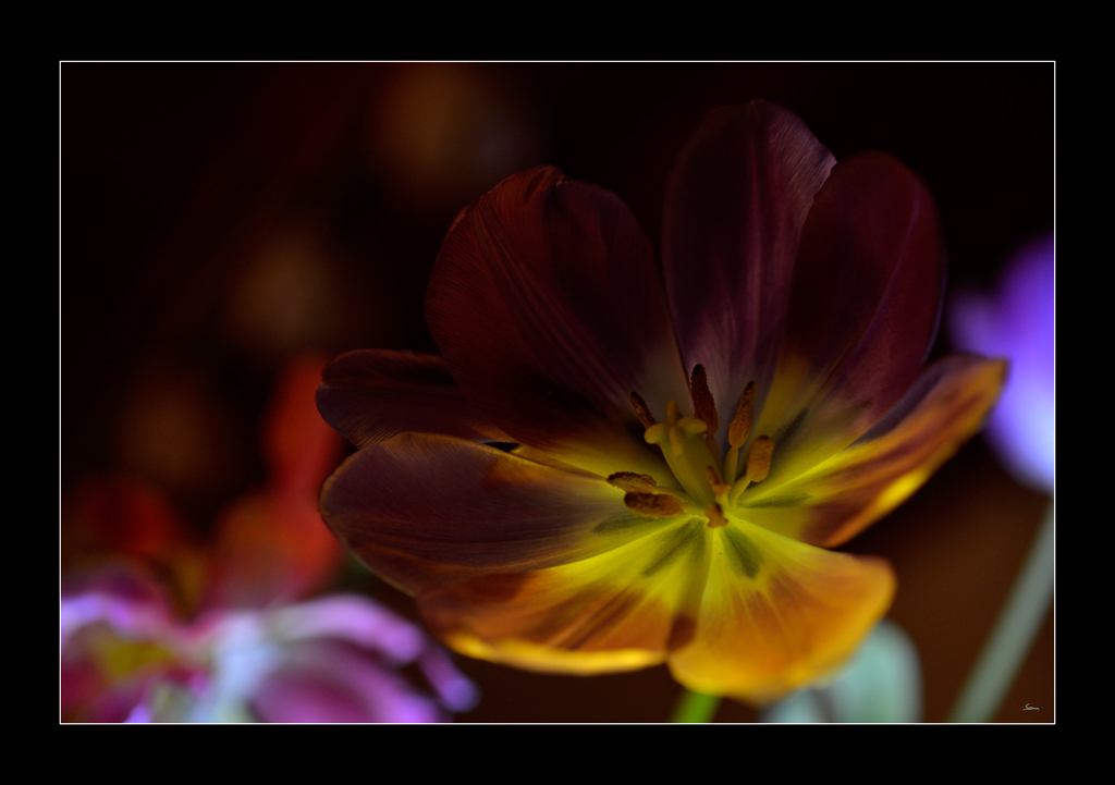 Tulpe PZ16543