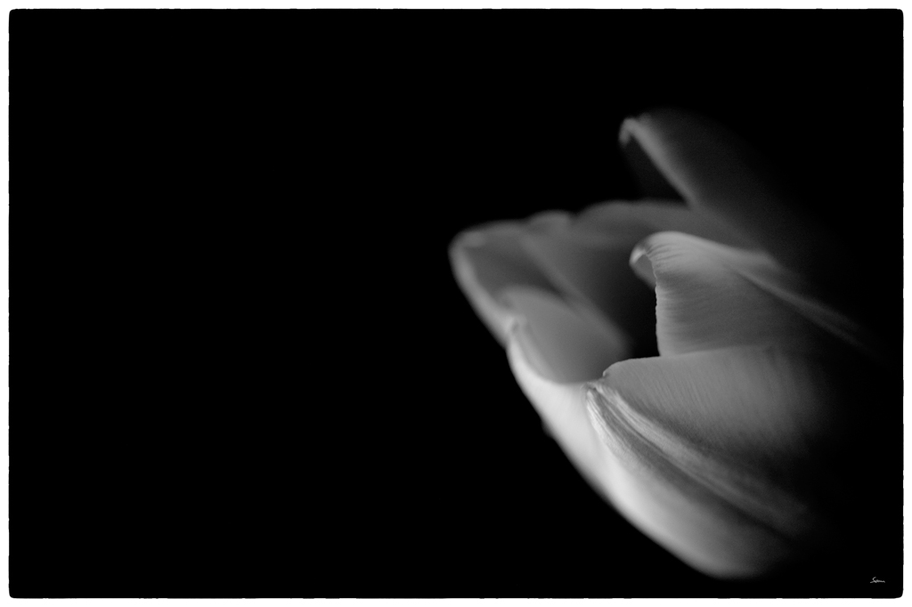 Tulpe PZ16547